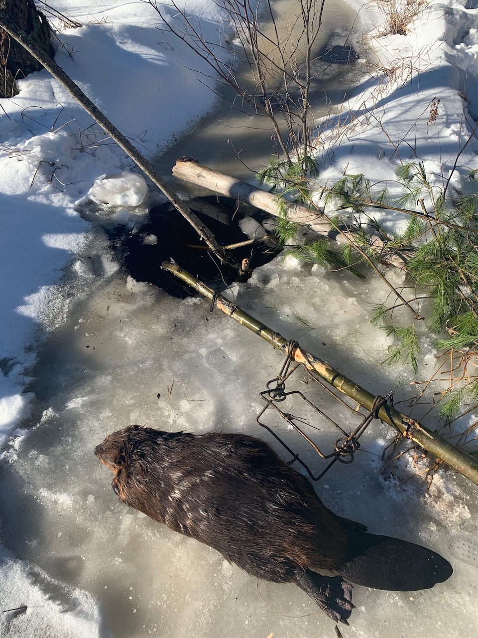 How To Trap Beavers Under ice
