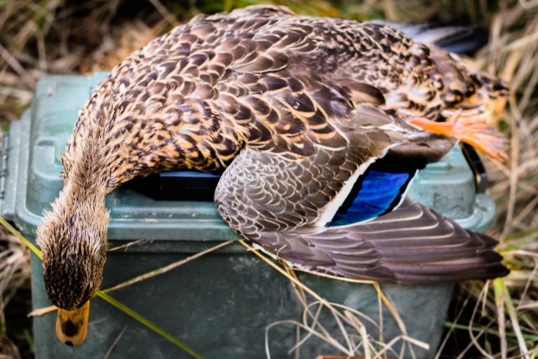 Duck Hunting Gear | List of Duck Hunting Essentials