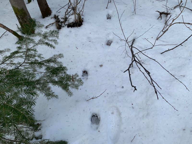 Identify Animal Tracks In Snow - Maine Deer Tracks