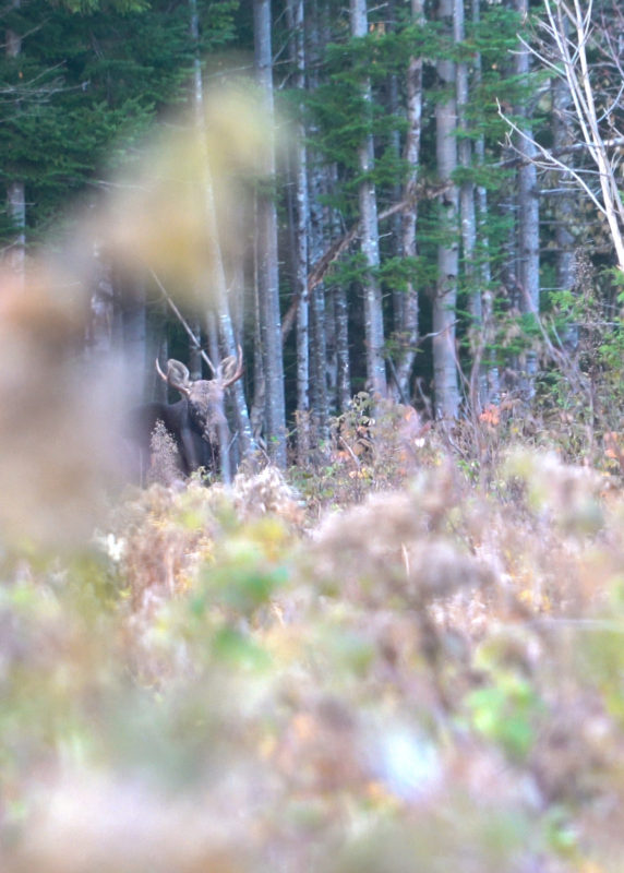 Moose Watching is a fun thing to do in Maine in the summer
