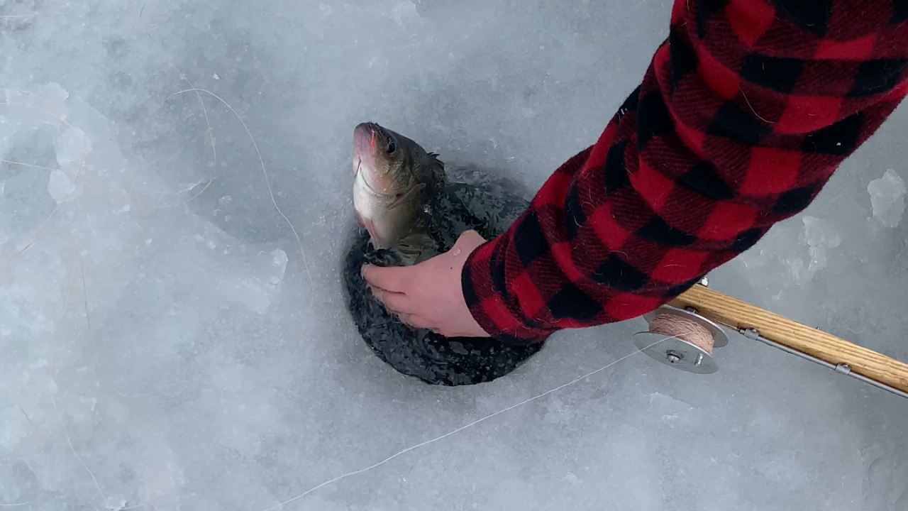 Catching Fish With A Ice Fishing Tip-Up Trap