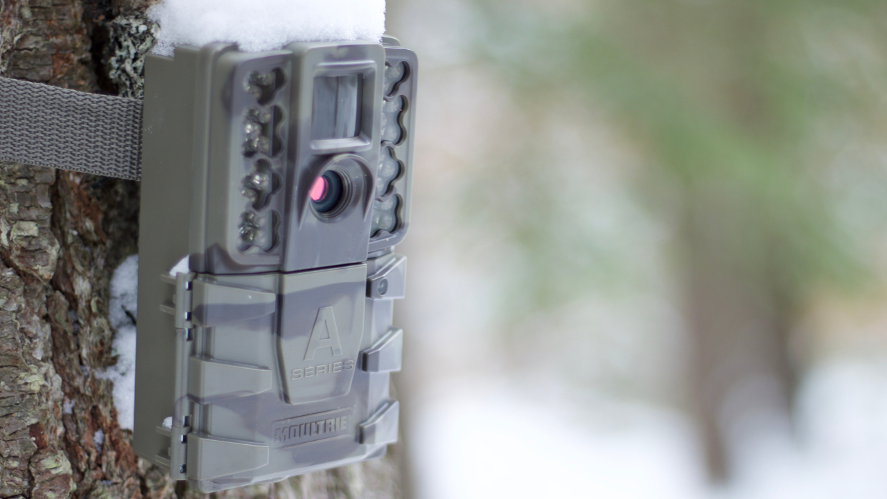 Best Trail Cameras For The Money