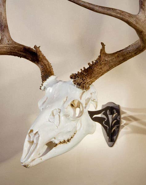 skull and antler euro mount personalized hunting gift