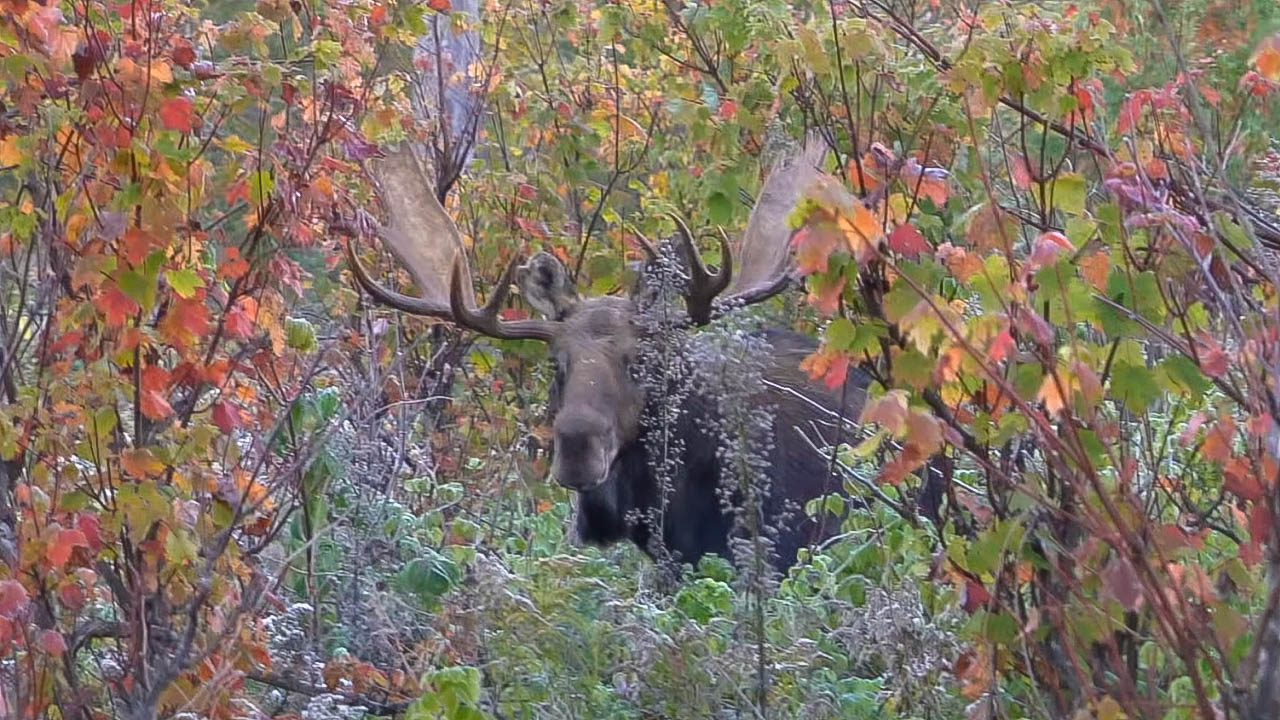 Where To See Moose In Maine Finding Maine Moose Maine Moose Watching