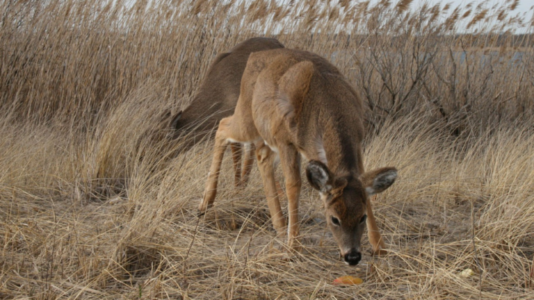 How Far Can Deer Smell? (Deer Scenting Capabilities Explained)