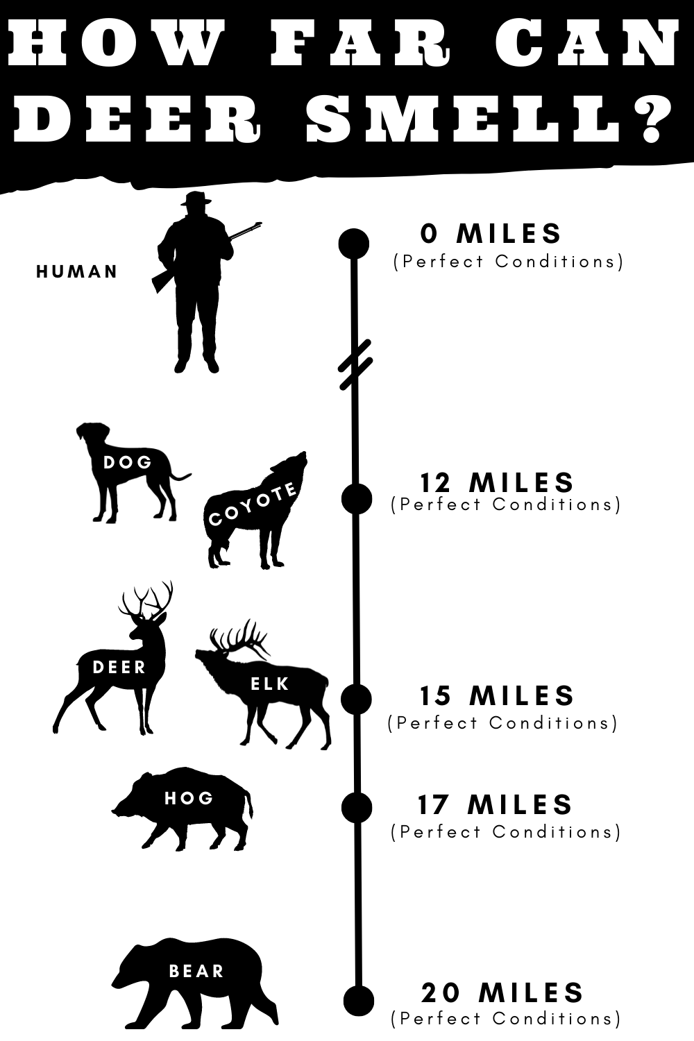 How Far Can Deer Smell With Perfect Conditions vs Other Animals