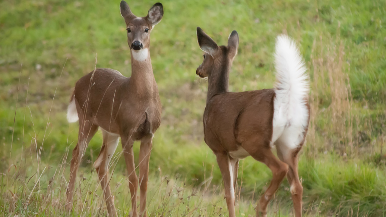 Benefits of Increased Maine Doe Harvest Deer Hunting