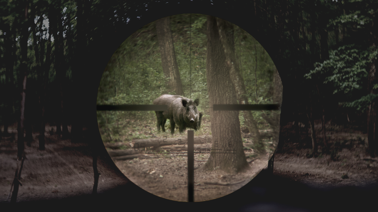 Best Low-Light Hunting Rifle Scopes