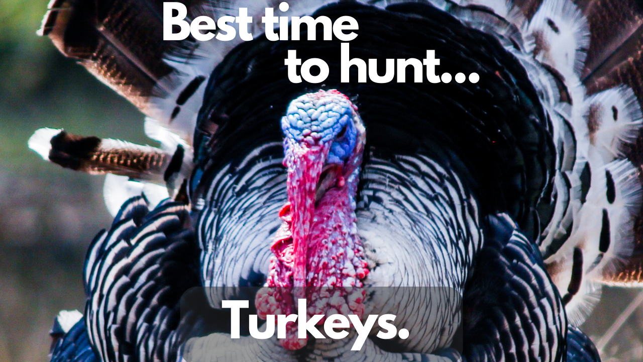 Best time to hunt turkeys