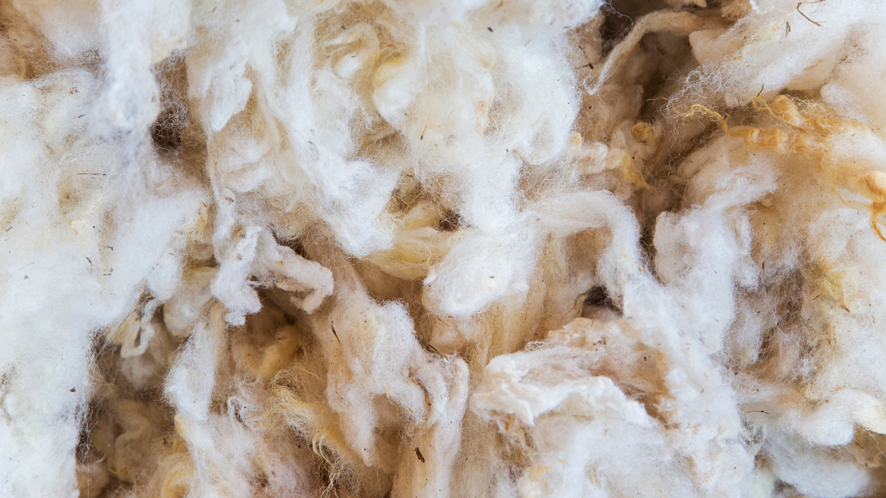 Virgin Wool From Sheep