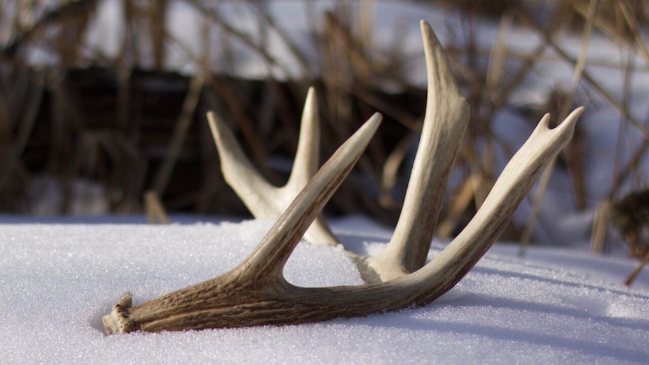 Maine Buck Shed Antler Found During Shed Hunting