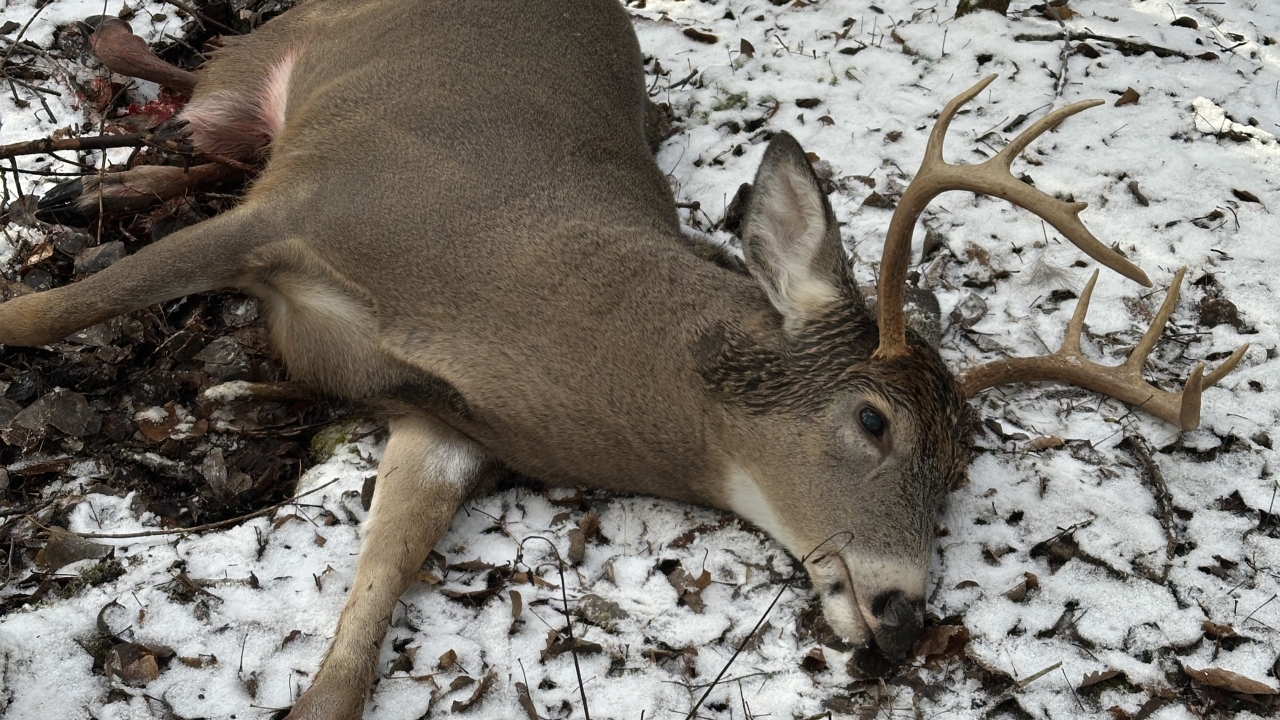 The Buck Laying In Its Bed Where I Shot It