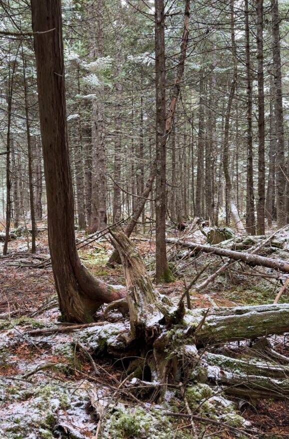 All day sit in a cedar swamp near a signpost rub
